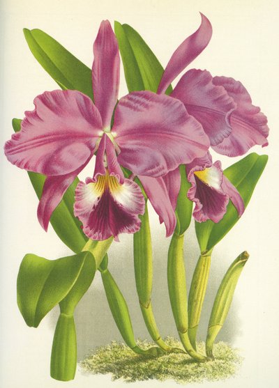 Botanical Board: Cattleya Labiata var. Autumnalis by Unbekannt