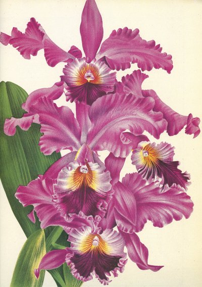 Botanical Board: Cattleya labiata var. Perfecta by Unbekannt