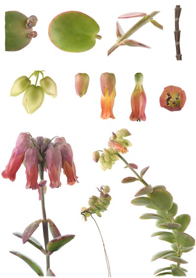 Kalanchoe marnieriana by Unbekannt