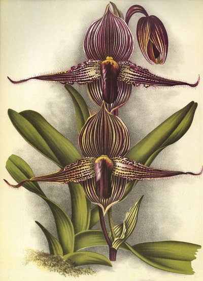 Botanical Board/Paphiopedilum Rothschildianum/Lindenia by Unbekannt