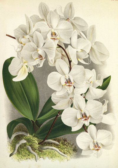 Botanical Board: Phalaenopsis Amabilis and Phalaenopsis Gigantea by Unbekannt