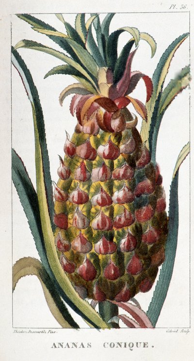 Botanical Board of Pineapple by Unbekannt
