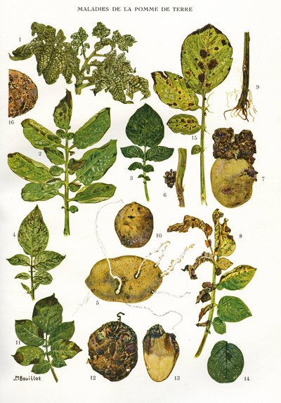 Botanical Board: Potato Diseases by Unbekannt