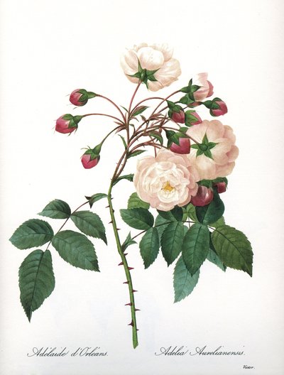 Botanical Board: Rosa Aurelianensis, Rose 