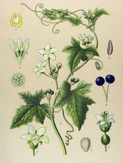 Botanical Board, Plant: Bryony (Bryonia alba) by Unbekannter Künstler