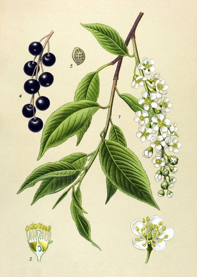 Botanical Board, Plant: Cherry Tree (Prunus padus) by Unbekannter Künstler