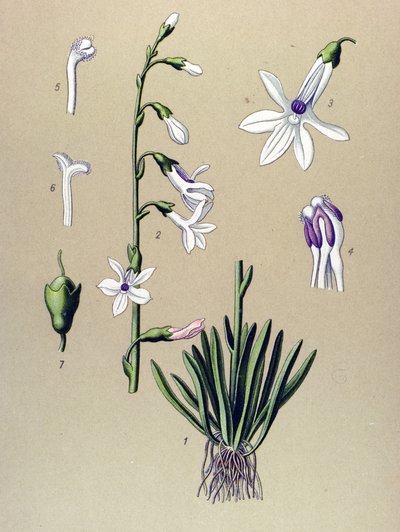 Botanical Board, Plant: Lobelia (Lobelia dortmanna) by Unbekannter Künstler