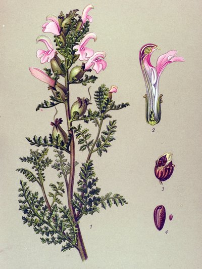 Botanical Board, Plant: Swamp Pedicular (Pedicularis palustris) by Unbekannter Künstler