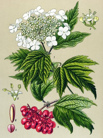 Botanical Board, Plant: Viburnum Owl (Viburnum opulus) by Unbekannter Künstler