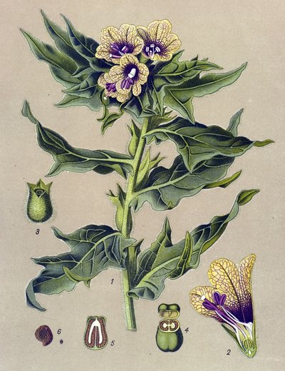 Botanical Board, Plant: Black Henbane (Hyoscyamus niger) by Unbekannter Künstler