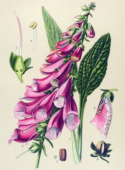 Botanical Board, Plant: Purple Digital by Unbekannter Künstler