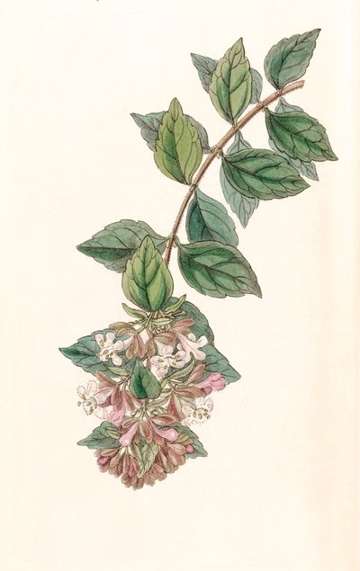 Botanical illustration / Abelia Chinensis / Abelia Rupestris / Abelia of China / Abelia Rock by Unbekannt