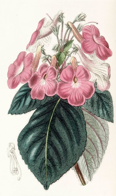 Botanical illustration / Achimenes Grandiflora / Achimene has large flowers by Unbekannt