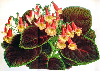 Botanical illustration / Achimenes Naegelioides / Achimene by Unbekannt