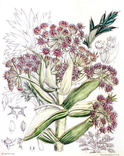 Botanical illustration / Aciphylla Latifolia / Anisotome Latifolia / Broad Aciphyll by Unbekannt