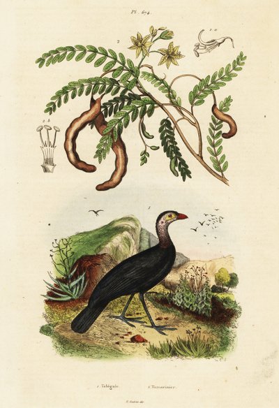 Brushturkey and tamarind.,1834-1839 by Unbekannter Künstler