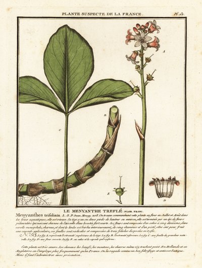 Buckbean, Menyanthes trifoliata by Unbekannter Künstler