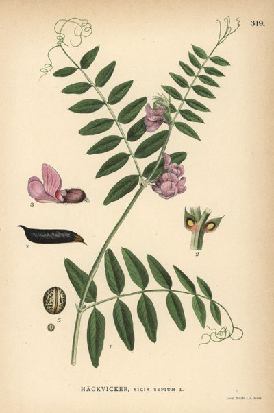 Bush Vetch, Vicia Sepium by Unbekannter Künstler