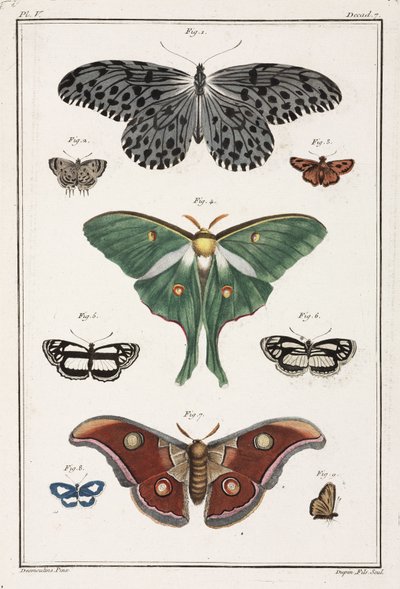 Butterflies by Unbekannt