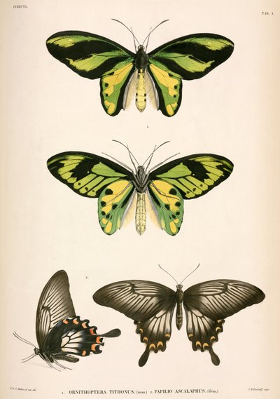 Butterflies, Indonesia by Unbekannt