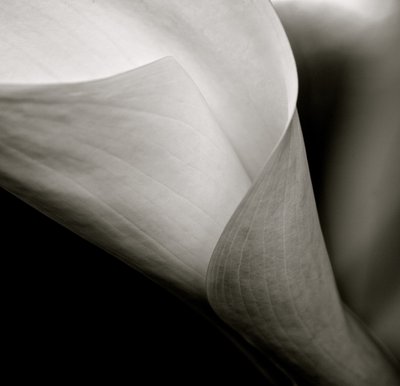 Callalily by William M. Timlin