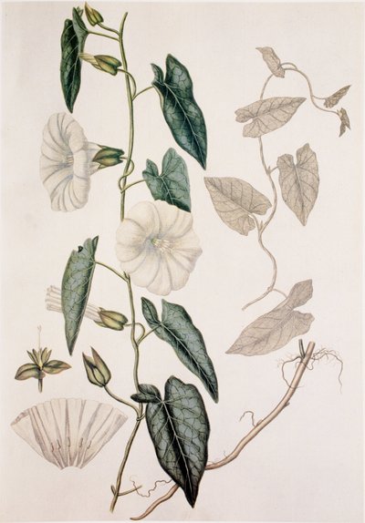 Calystegia sepium, Hedge Bedding by Unbekannt