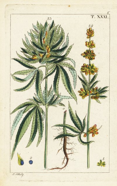 Cannabis Plant, Cannabis Sativa by Unbekannter Künstler