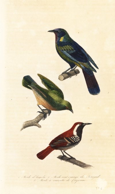 Cape starling, bokmakierie and ferruginous-backed antbird by Unbekannter Künstler