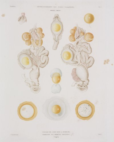 Chicken Egg in the Oviduct, c. 1847-1859 by Unbekannt
