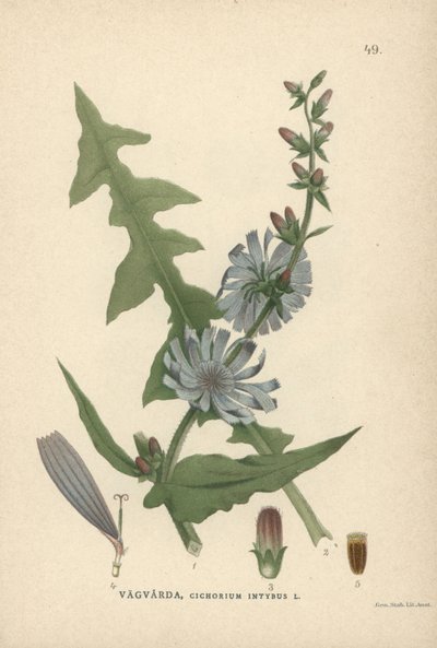 Chicory, Cichorium Intybus by Unbekannter Künstler