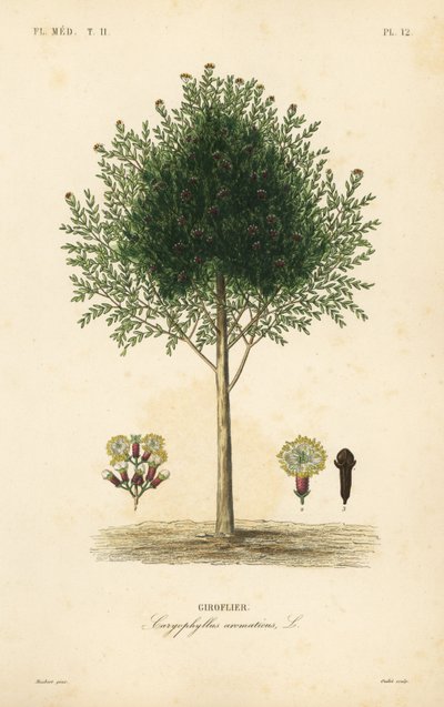 Clove tree by Unbekannt