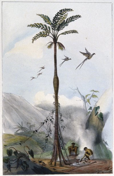 Coconut Palm (Barrigudo) by Unbekannter Künstler