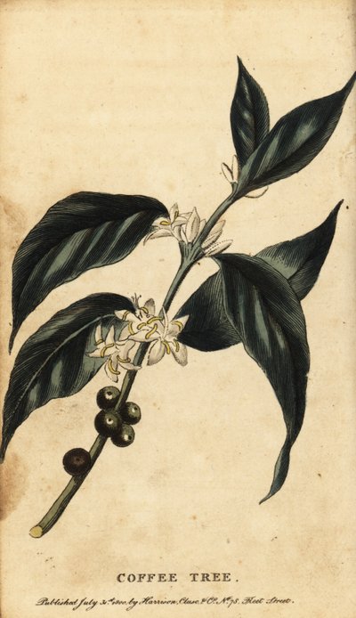 Coffee tree, Coffea arabica, 1800 by Unbekannter Künstler