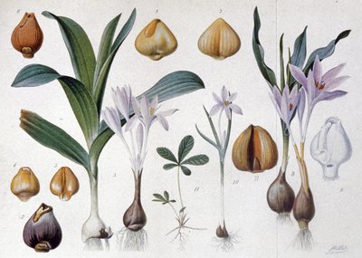 Colchicum by Unbekannter Künstler