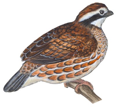 Bobwhite (Colinus virginianus) by Unbekannter Künstler