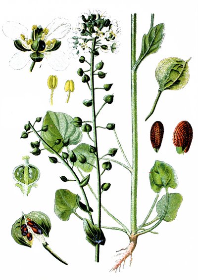 Common Scurvygrass, Cochlearia Officinalis by Unbekannter Künstler