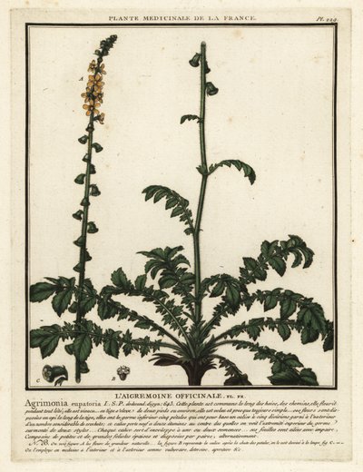 Common agrimony, Agrimonia eupatoria by Unbekannter Künstler