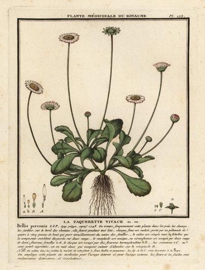 Common Daisy, Bellis Perennis by Unbekannter Künstler