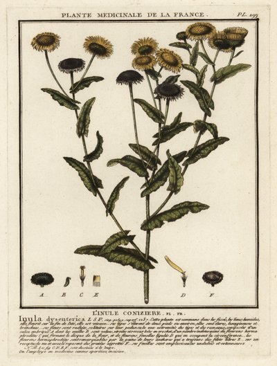 Common fleabane by Unbekannter Künstler