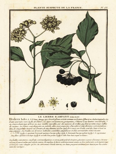 Common ivy by Unbekannter Künstler