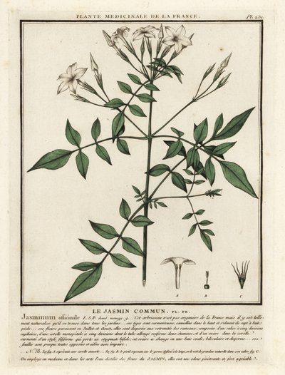 Common jasmine, Jasminum officinale by Unbekannter Künstler