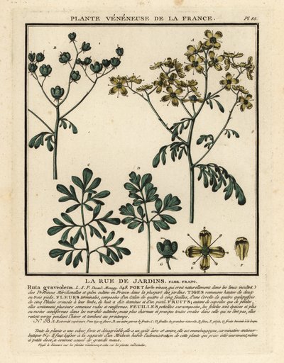 Common rue by Unbekannter Künstler