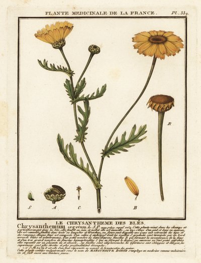 Corn Marigold, Glebionis segetum by Unbekannter Künstler