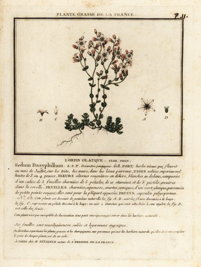 Corsican stonecrop, Sedum dasyphyllum by Unbekannter Künstler