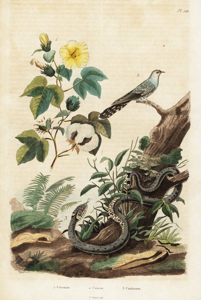 Cotton, cuckoo and grass snake (engraving) by Unbekannter Künstler
