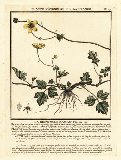 Creeping Buttercup, Ranunculus repens by Unbekannter Künstler