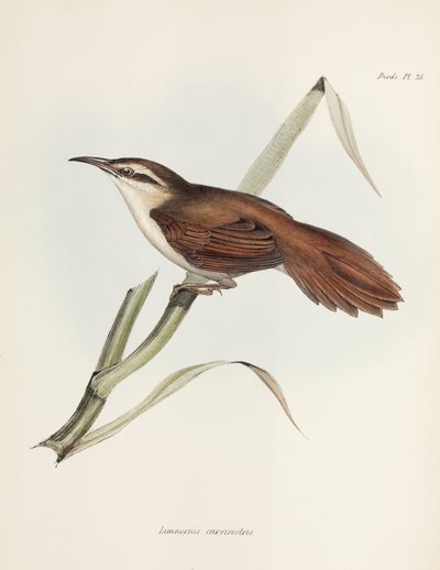 Curve-billed reedhaunter, Argentina, c 1832-1836 by Unbekannter Künstler