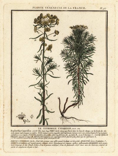 Cypress spurge by Unbekannter Künstler