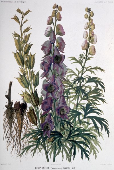 Delphinium Napellus, c.1850-1900 by Unbekannter Künstler