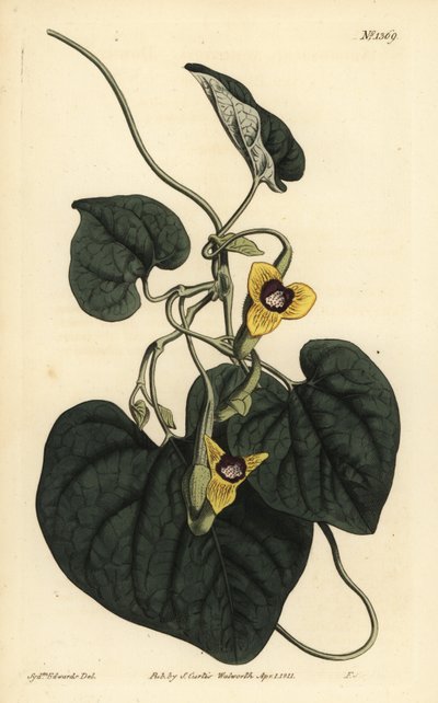 Downy leaved birthwort by Unbekannt
